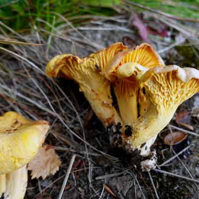 Pfifferlinge in den Westfjorden